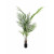 EUROPALMS Großblatt-Areca, Kunstpflanze, 165cm