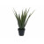 EUROPALMS Aloe-Vera Pflanze, Kunstpflanze, 60cm