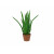 EUROPALMS Aloe-Vera-Pflanze, Kunstpflanze, 63cm