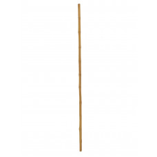 EUROPALMS Bambusrohr, Ø=3cm, 200cm