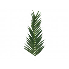 EUROPALMS Kokos-Königspalmwedel, künstlich, 150cm