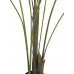 EUROPALMS Großblatt-Areca, Kunstpflanze, 185cm