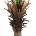 EUROPALMS Phönix Palme deluxe, Kunstpflanze  220cm