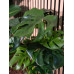 EUROPALMS Monstera deliciosa, Kunstpflanze, 90cm