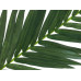 EUROPALMS Kokos-Königspalmwedel, künstlich, 150cm EUROPALMS Kokos-Königspalmwedel, künstlich, 150cm