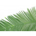 EUROPALMS Kokos-Königspalmwedel, künstlich, 180cm EUROPALMS Kokos-Königspalmwedel, künstlich, 180cm
