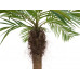 EUROPALMS Phönixpalme luxor gebogen, Kunstpflanze, 240cm